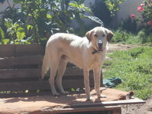 HELIOS, Hund, Mischlingshund in Griechenland - Bild 5