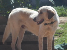HELIOS, Hund, Mischlingshund in Griechenland - Bild 6