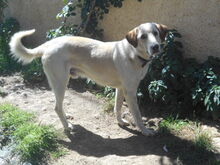 HELIOS, Hund, Mischlingshund in Griechenland - Bild 7