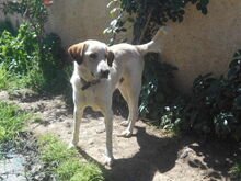 HELIOS, Hund, Mischlingshund in Griechenland - Bild 8