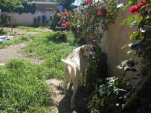 HELIOS, Hund, Mischlingshund in Griechenland - Bild 9