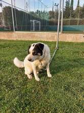 OBLOS, Hund, Mischlingshund in Griechenland - Bild 1