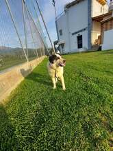 OBLOS, Hund, Mischlingshund in Griechenland - Bild 2