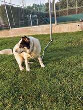 OBLOS, Hund, Mischlingshund in Griechenland - Bild 4