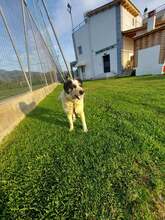 OBLOS, Hund, Mischlingshund in Griechenland - Bild 9