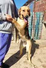 ROXY, Hund, Mischlingshund in Griechenland - Bild 1