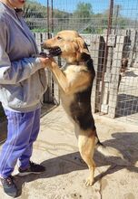 ROXY, Hund, Mischlingshund in Griechenland - Bild 2