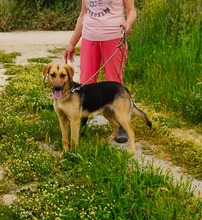 ROXY, Hund, Mischlingshund in Griechenland - Bild 4