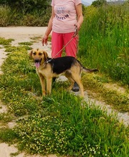 ROXY, Hund, Mischlingshund in Griechenland - Bild 5