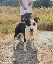 POSIDONAS, Hund, Mischlingshund in Griechenland - Bild 1