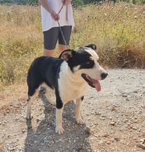 POSIDONAS, Hund, Mischlingshund in Griechenland - Bild 2