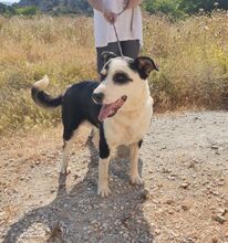 POSIDONAS, Hund, Mischlingshund in Griechenland - Bild 3