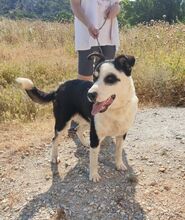 POSIDONAS, Hund, Mischlingshund in Griechenland - Bild 4