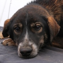 GINTONIC, Hund, Mischlingshund in Griechenland - Bild 1