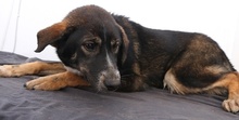 GINTONIC, Hund, Mischlingshund in Griechenland - Bild 10