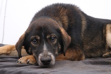 GINTONIC, Hund, Mischlingshund in Griechenland - Bild 14