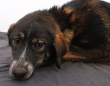 GINTONIC, Hund, Mischlingshund in Griechenland - Bild 3