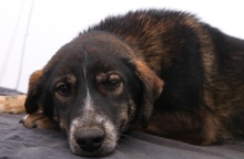 GINTONIC, Hund, Mischlingshund in Griechenland - Bild 4