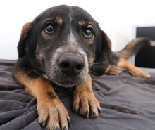 GINTONIC, Hund, Mischlingshund in Griechenland - Bild 5
