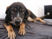 GINTONIC, Hund, Mischlingshund in Griechenland - Bild 9