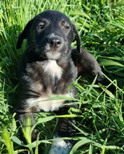 RELAXO, Hund, Mischlingshund in Griechenland - Bild 2