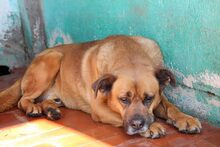 GORDON, Hund, Mischlingshund in Spanien - Bild 2