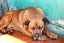 GORDON, Hund, Mischlingshund in Spanien - Bild 4
