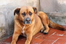 GORDON, Hund, Mischlingshund in Spanien - Bild 5