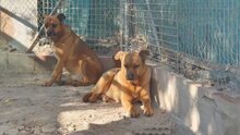 GORDON, Hund, Mischlingshund in Spanien - Bild 8