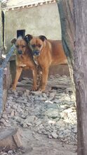GORDON, Hund, Mischlingshund in Spanien - Bild 9