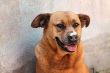 ZARA, Hund, Mischlingshund in Spanien - Bild 2