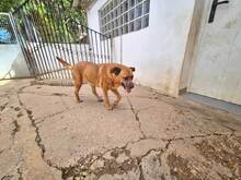 ZARA, Hund, Mischlingshund in Spanien - Bild 24