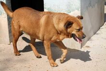 ZARA, Hund, Mischlingshund in Spanien - Bild 3