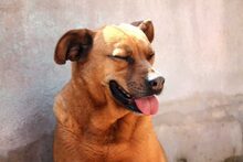 ZARA, Hund, Mischlingshund in Spanien - Bild 5