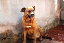 ZARA, Hund, Mischlingshund in Spanien - Bild 6