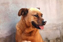 ZARA, Hund, Mischlingshund in Spanien - Bild 7
