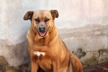 ZARA, Hund, Mischlingshund in Spanien - Bild 8