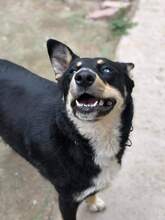 LUKE, Hund, Mischlingshund in Bulgarien - Bild 2