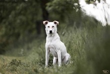 CARLA, Hund, Mischlingshund in Heidelberg - Bild 6