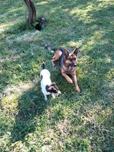 PONGO, Hund, Jack Russell Terrier in Italien - Bild 5