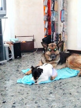 PONGO, Hund, Jack Russell Terrier in Italien - Bild 6