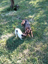 PONGO, Hund, Jack Russell Terrier in Italien - Bild 7