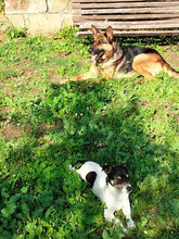 PONGO, Hund, Jack Russell Terrier in Italien - Bild 8