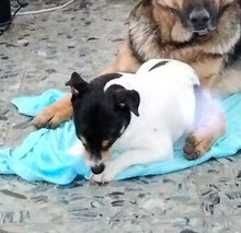 PONGO, Hund, Jack Russell Terrier in Italien - Bild 9