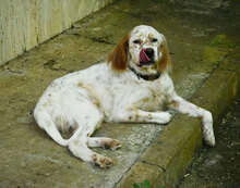 KYON, Hund, English Setter in Italien - Bild 3