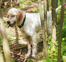 KYON, Hund, English Setter in Italien - Bild 4