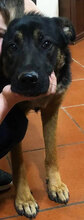 PLUTO, Hund, Mischlingshund in Italien - Bild 1
