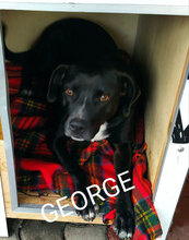 GEORGE, Hund, Mischlingshund in Italien - Bild 1