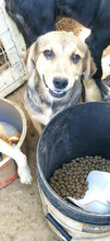 CLOTHILDE, Hund, Mischlingshund in Italien - Bild 4
