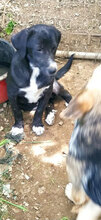 CLAUDETTE, Hund, Mischlingshund in Italien - Bild 3